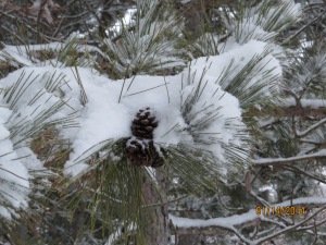 snow..on pinecones...and pine trees...